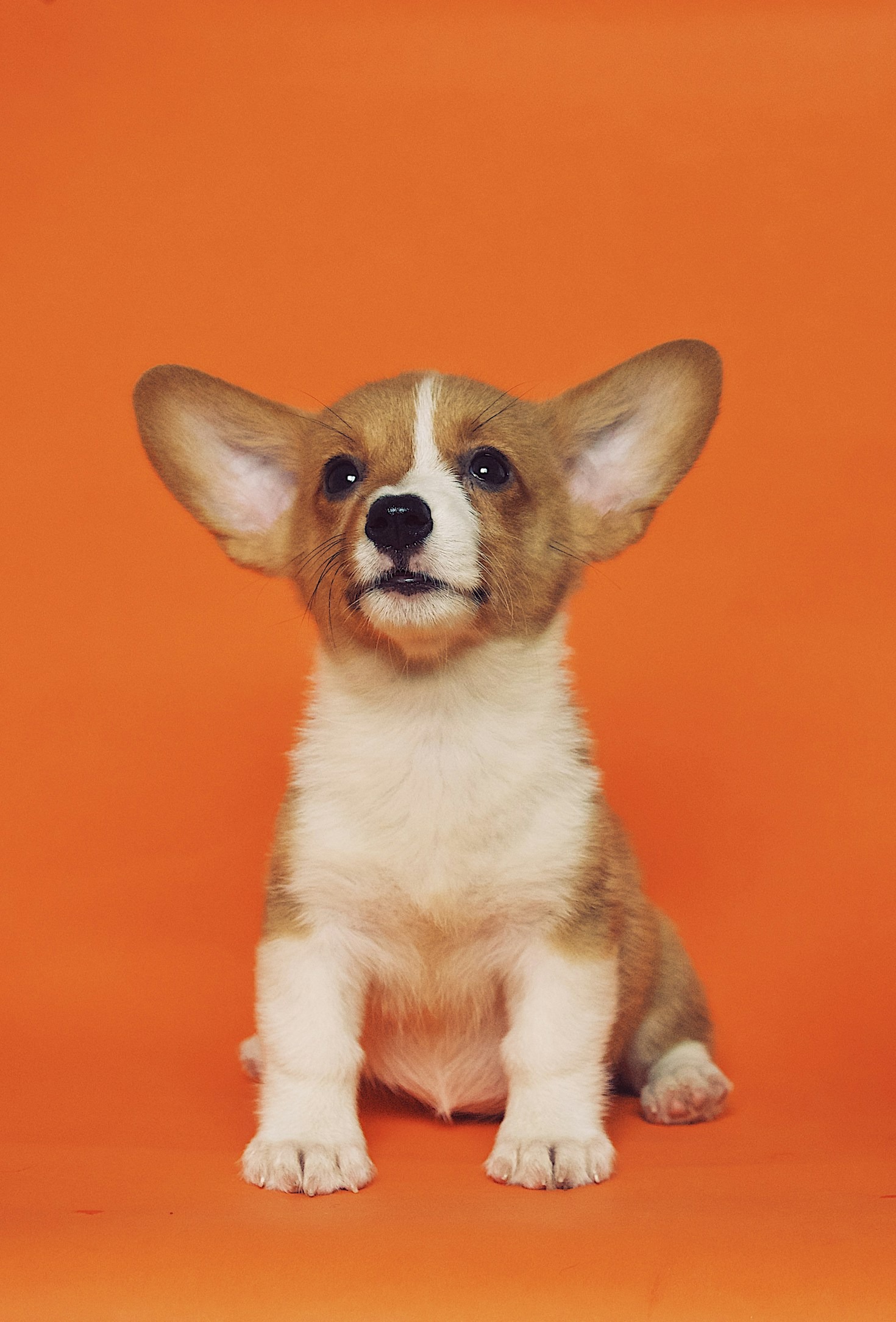 Top 10 Tips for Raising a Happy Corgi