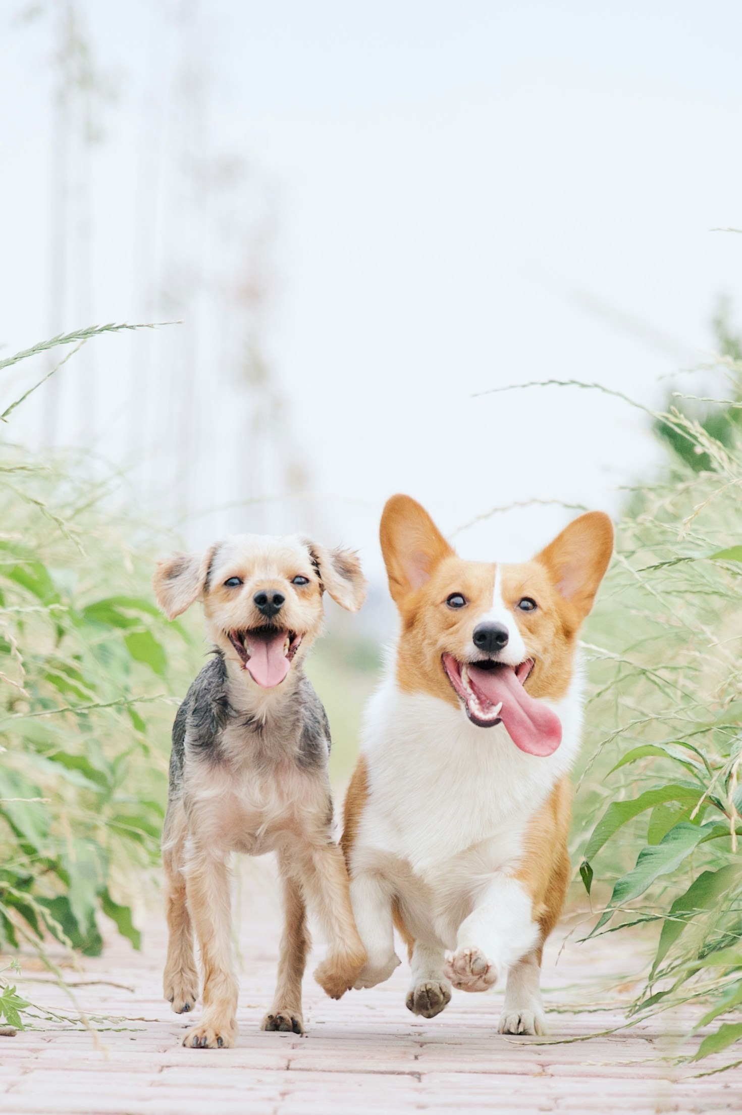 The History and Charm of Corgi Breeds