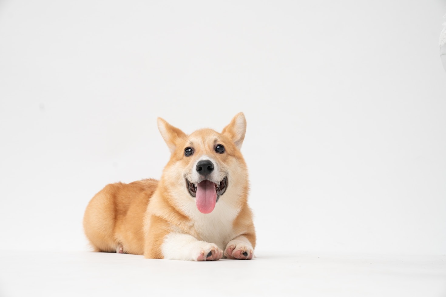 How to Capture Stunning Photos of Your Corgi