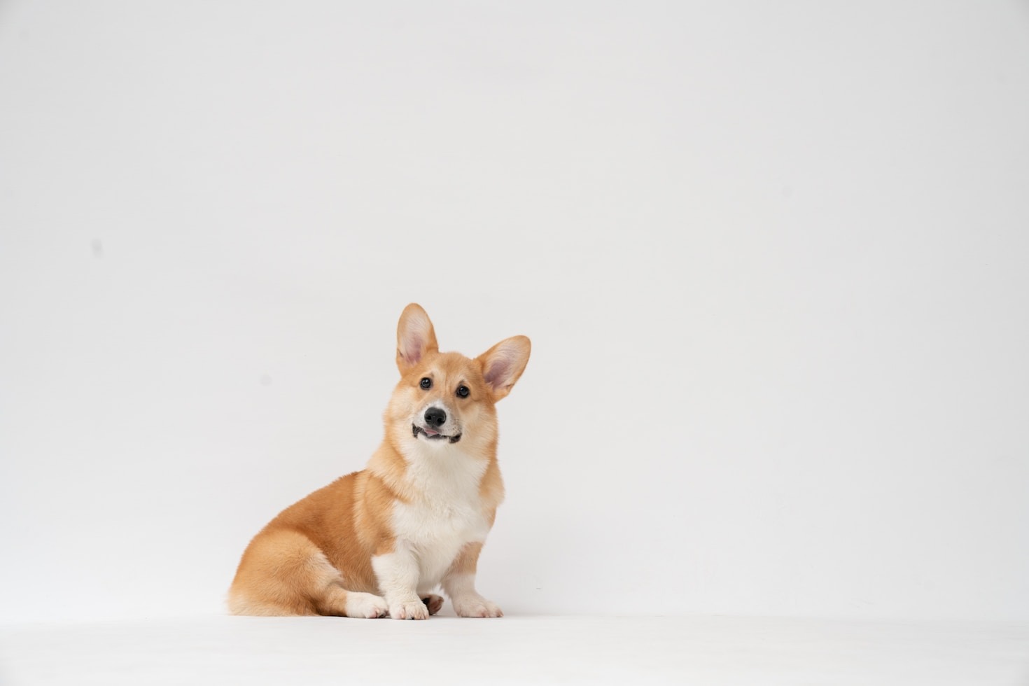 Planning the Perfect Corgi Meet-Up Event