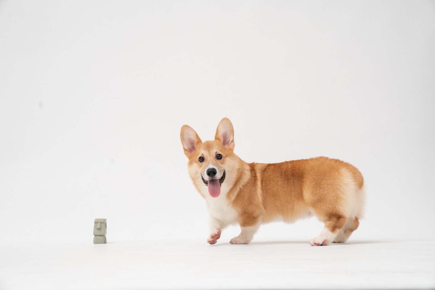 Understanding Your Corgi’s Unique Personality