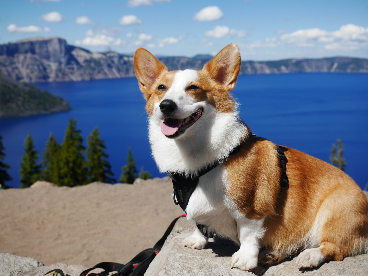 DIY Projects for Corgi Owners