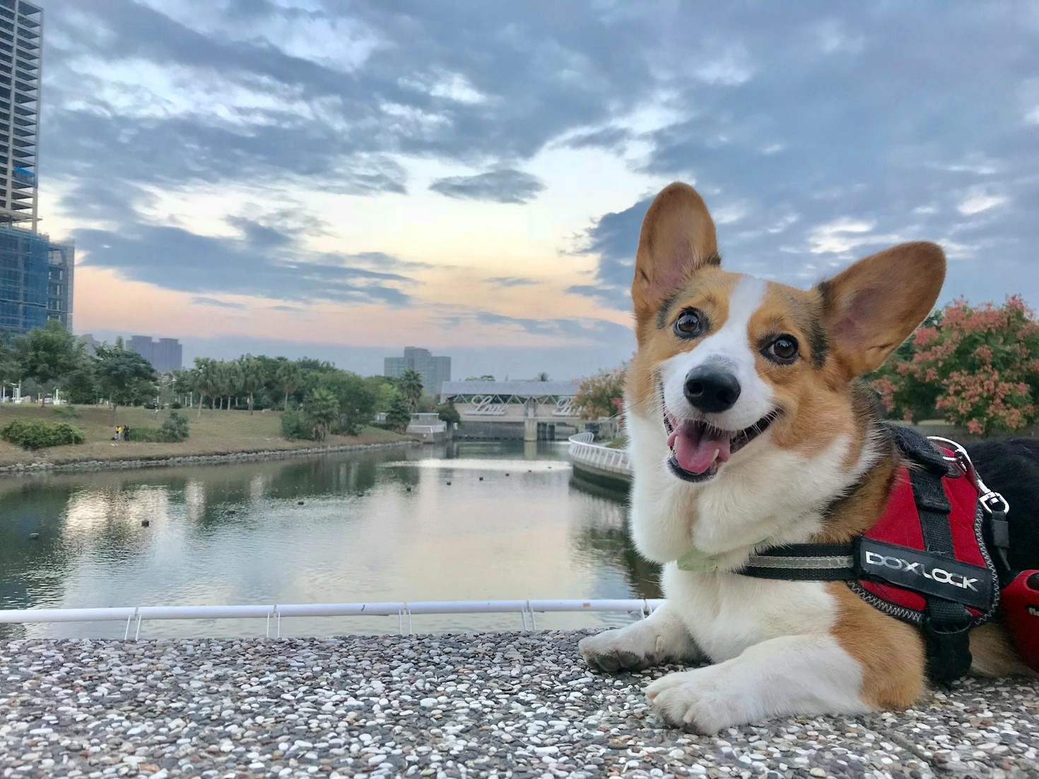 Health and Wellness Tips for Your Corgi