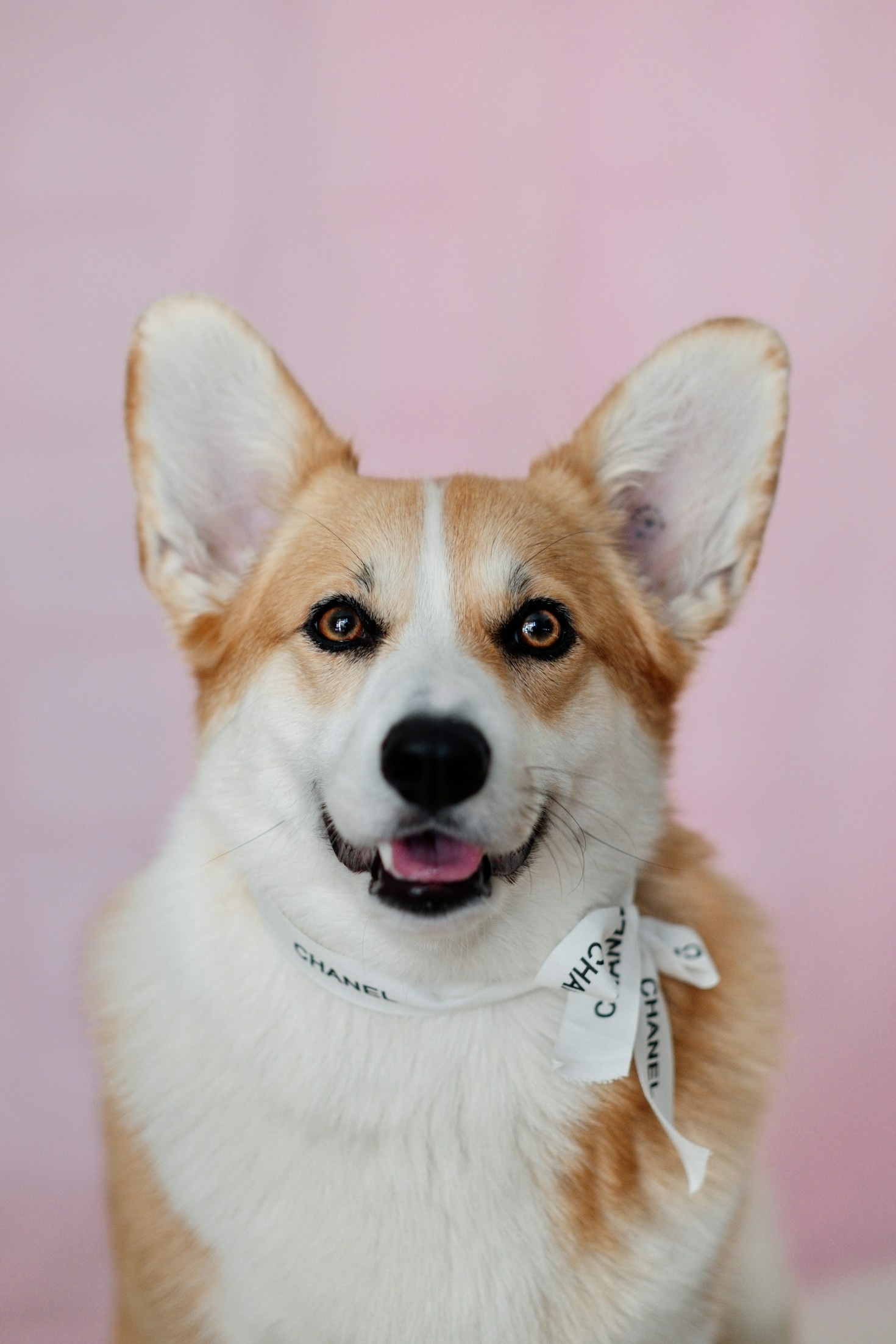 Celebrating the Bond Between You and Your Corgi